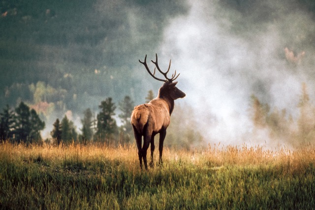 Elk in Morning Mist
