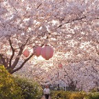 Hanamai, 215 cherry blossoms-1