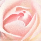 Pink Rose 004
